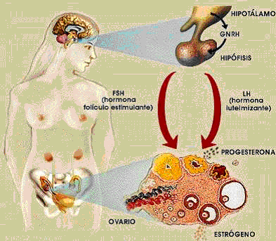 ciclo ovarico