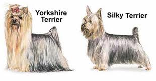 yorkie vs silky pictures yorkie silky terrier breeds picture yorkie vs silky pictures yorkie silky terrier breeds picture