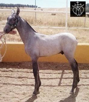 Ddalo, hijo de Bevatrn de Yeguada Miliatar y Mona XVII nieta de Remache de Yeguada Militar