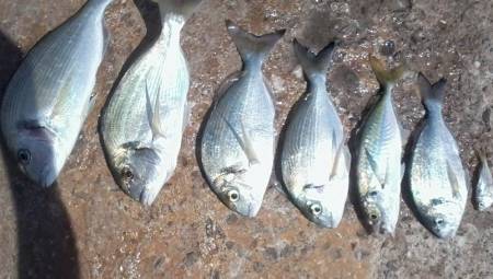 Pescar doradas a spinning: cómo engañar con un señuelo a este astuto pez en  nuestras costas